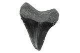 Serrated, Juvenile Megalodon Tooth - South Carolina #362234-1